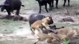 Trâu tấn công sư tử để cứu đồng loại
