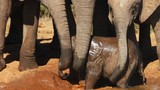 Xúc động xem cảnh đàn voi hợp sức cứu voi con