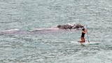 Cá voi khổng lồ truy đuổi cô gái chèo ván trên biển