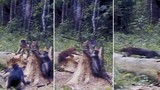 Hình ảnh hiếm về mèo rừng sống ẩn dật nhất Trái đất 