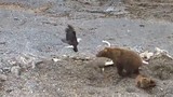 Gấu nâu xua đuổi đại bàng đầu trọc cướp thức ăn