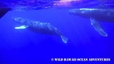 Trải nghiệm cảm giác bơi cùng cá voi lưng gù