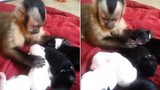 Khỉ con thích thú nô đùa với đàn chó sơ sinh