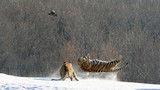 Hổ Siberia ngã chổng kềnh khi nhảy lên đớp mồi 