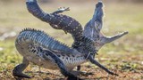 Ảnh động vật tuần: Thằn lằn quyết chiến cá sấu con