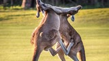 Cận cảnh kangaroo quyết chiến như võ sĩ kick-boxing