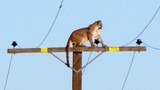 Chết cười báo sư tử hoảng sợ trèo tót lên cột điện