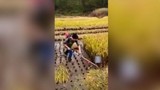 Tuyệt chiêu biến máy cắt cỏ thành máy cắt lúa thông minh