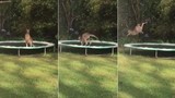 Kangaroo ngã đau điếng vì trò nhảy bạt lò xo