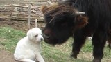 Chó con khước từ làm bạn với bò rừng