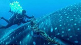 Thót tim xem thợ lặn giải cứu cá mập voi