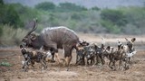 Rùng mình cảnh chó hoang hợp sức hạ gục linh dương Kudu