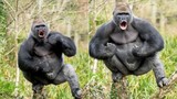 Ảnh động vật tuần: Khỉ đột khoe cơ bắp... "dằn mặt người"
