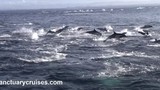 Kịch tính cá voi truy sát 1.000 cá heo trên biển