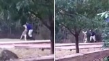 Hãi hùng kangaroo tấn công nhân viên vườn thú 