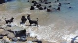 Tận mục cuộc chiến căng thẳng giữa chó và sư tử biển