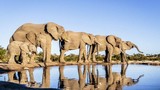 Cận cảnh cuộc sống của voi châu Phi trong tự nhiên