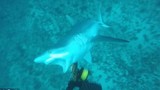 Hoảng hồn cá mập tấn công thợ lặn bất ngờ