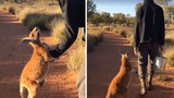 Xúc động cảnh kangaroo nắm chặt tay người chăm sóc