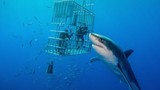 Mạo hiểm lặn cùng cá mập trắng lớn khắp thế giới