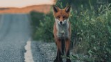 Đẹp tuyệt mỹ ảnh động vật trong rừng Scandinavia