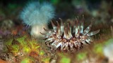 Chiêm ngưỡng thế giới sinh vật biển kỳ diệu ngoài khơi Scotland