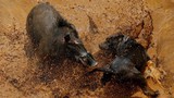 Ảnh động vật tuần: Cuộc chiến ác liệt giữa chó và lợn rừng