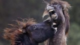 Ảnh động vật tuần: Ngựa quyết chiến trên đồng cỏ, thiên nga giữa mùa thu
