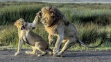 Ảnh động vật tuần: Sư tử cái tát bạn tình, cá heo đánh nhau...