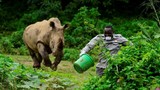 Ảnh động vật: Tê giác khổng lồ truy đuổi người chăm sóc động vật