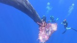Ảnh động vật: Thợ lặn giải cứu cá voi khổng lồ khỏi lưới đánh cá