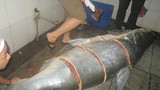 Tân mục cá tra dầu 230kg nhà hàng ở An Giang vừa mua