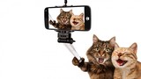 Bật cười ảnh chế mèo cưng tự sướng với gậy selfie 