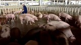 Nhà giàu treo thưởng 500.000 đồng tìm thịt lợn sạch ăn Tết