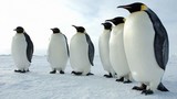 Phát hiện loài chim cánh cụt khổng lồ cao tới 2m 