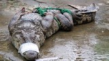 Hàng trăm nghìn cá sấu lớn dồn ứ vì bị ép giá