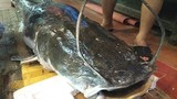 Xem nhà hàng Hà Nội mổ "thủy quái" nặng 112kg cho dân nhậu