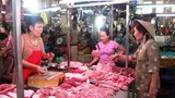 Sốc: giá lợn 10.000 đồng/kg, Hà Nội diệt bớt lợn nái 