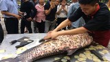 Nhà hàng Hà Nội mổ xẻ "siêu thủy quái' cá hô 200 triệu