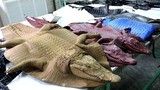 Hình ảnh rùng rợn khó tin trong trang trại nuôi cá sấu