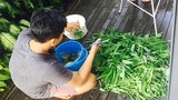 Học cách trồng rau muống lên ầm ầm của vợ chồng Lý Hải - Minh Hà 