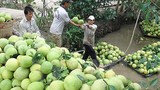 Lạ lùng thương lái Trung Quốc ráo riết mua trái cây non 