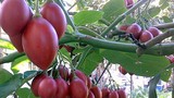 Những giống cà chua ngoại gây sốt thị trường Việt