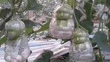 Cách trồng các loại quả siêu kỳ lạ trong vườn nhà