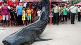 Cá mập voi nửa tấn dạt bờ, được xe cẩu đưa về bảo tàng