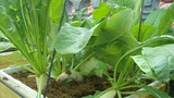 Cách trồng củ cải to mập mạp, “đã mắt” trong thùng xốp