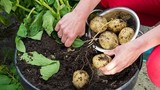Cách trồng khoai tây trong chậu sai củ như ngoài ruộng 