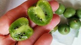 Kiwi tí hon giá chát 1 triệu đồng/kg khiến chị em “phát cuồng“