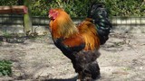 Soi gà “quý tộc” giá nghìn USD tại Việt Nam 