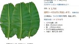 Cận cảnh lá chuối Việt bán đắt "khủng khiếp" tại Nhật: 500.000 đồng/chiếc